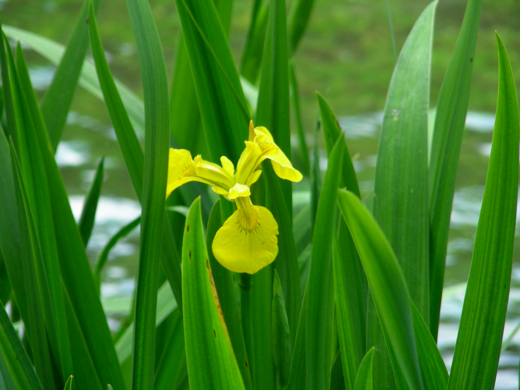 Limniris  (=Iris ) pseudacorus / Giaggiolo acquatico